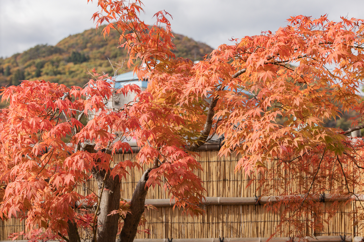 当館周辺の紅葉情報